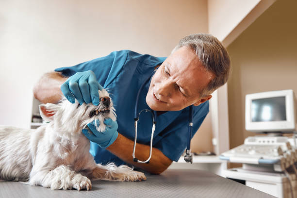Best 24-Hour Emergency Dentist in Melbourne, AR